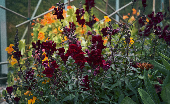 80962 Antirrhinum majus Black Prince